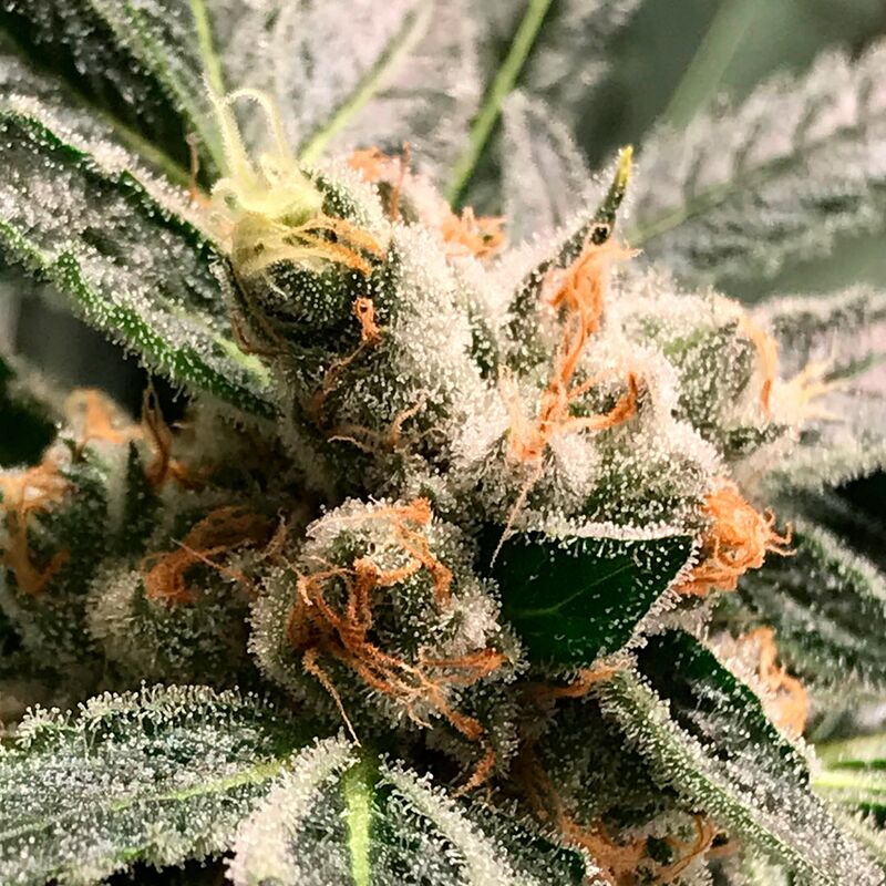 Dark Kush Auto, Фасовка: 3+3